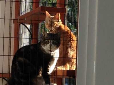 Home-Remodel-Catio-Cats