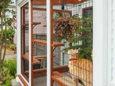 Home-Remodel-Cator-Cat